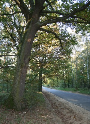 Zbigniew Przydróżny - okolice Gryżyny droga do Nielęgowa i Katarzynina