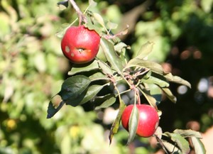 Zbigniew Przydróżny - jabłka.  