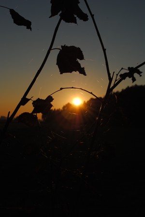 Martyna Nowak - zachód słońca z perspektywy ścieżki rowerowej Racot-Kościan nad Racockim lasem.