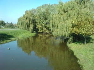 Mateusz Kowalski - rozwidlenie Obry w okolicy mostu na ul. Łąkowej.Fotografie wykonałem podczas przedpołudniowego spaceru.