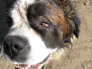 GORZATA MIKOŁAJCZAK NA ZDJĘCIU MÓJ PIES CHESTER-BERNARDYN-KIEŁCZEWO