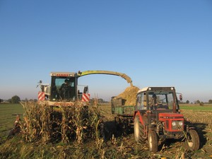 Piotr Urbański - Zdjęcie przedstawia zakończenie cięcia kukurydzy. Na zdjęciu widoczni są Jakub - operator maszyny i mój wuja. Zdjęcie wykonałem na własnym polu w Kurowie.