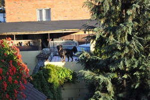 Anna Ryl - zdjęcie przedstawia mojego podwórkowego pieska imieniem Mailo, który w okolicy znany jest ze swoich upodobań do spacerów po płotach i dachach. Zdjęcie zrobione jest na mojej posesji przy ulicy Sienkiewicza w Kościanie