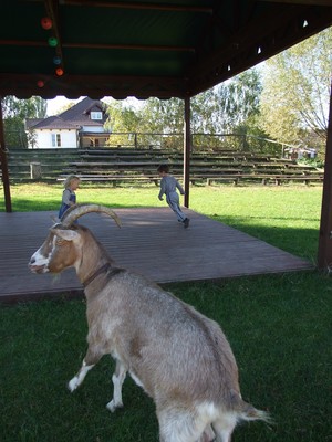Malwina Wizerkaniuk - Główną atrakcją dla gości, odwiedzających Skansen Filmowy Soplicowo w Cichowie (gmina Krzywiń), prócz wspaniałej kuchni, była niczym nieskrępowana możliwość obcowania z dzikimi i gospodarskimi zwierzętami. Nad zachowaniem prawidłowych ludzko-zwierzęcych relacji, co jest związane z szeroko pojętym bezpieczeństwem, czuwał Samiec AlFA, dominator stada i Podkomorzy  na Soplicowie w jednej osobie - Marek Pinkowski. 
