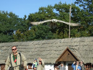 Malwina Wizerkaniuk - korzystając ze słonecznej niedzieli i tłumu gości, którzy nawiedzili cichowskie Soplicowo, podkomorzy Marek Pinkowski popisywał się lotowymi umiejętnościami swojego młodego podopiecznego. Sokół Białozór (Falco rusticolus) wydawał się zawstydzony publicznością. Długo nie opuszczał rękawicy swego opiekuna ale gdy już się wzbił... Wszystkim zaparło dech w piersiach. Jednakże podkomorzy Pinkowski szybko sprowadził zachwyconych widokiem, na ziemię. - ,,Ten młody musi się jeszcze wiele nauczyć. Brak mu bitności. Na razie nie pokazał nic specjalnego.