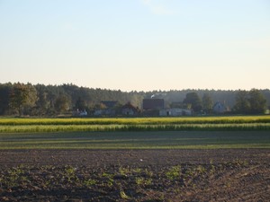 Maria Smoleń - Stare Oborzyska od strony lasku
