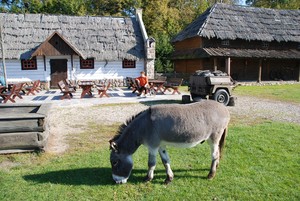 Krzysztof Ostrowski - pupil Skansenu filmowego „Soplicowo” w Cichowie osiołek Romek 