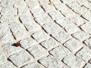 Krzysztof Młynek – zdjęcie przedstawia motyla odpoczywającego, wygrzewającego się w słońcu. Zdjęcie wykonano na placu wokół klombu głównego w Domu Pomocy Społecznej w Jarogniewicach podczas niedzielnego spaceru.