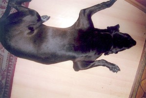 Roksana Majorczyk - mój pies Dżeki w oczekiwaniu na pełna miskę. Śmigiel, ul. Leszczyńska