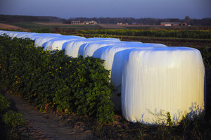 Gdzieś w gminie Krzywiń...