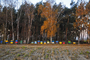 Gdzieś w gminie Krzywiń...