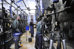 Poranny udój w Gryżynie