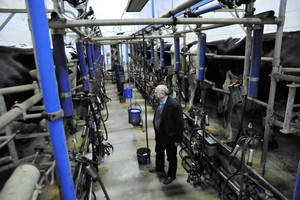 Poranny udój w Gryżynie