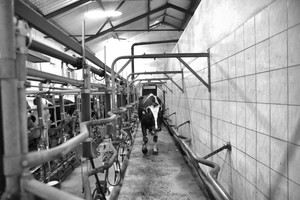 Poranny udój w Gryżynie