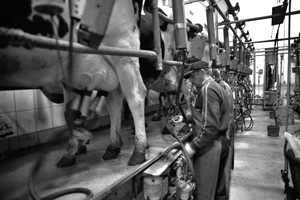 Poranny udój w Gryżynie