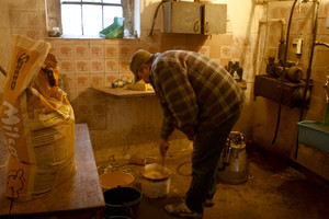 Idziemy karmić zwierzęta. Wchodząc do obory widzę koty, dużo kotów. Zaskakuje mnie ich ilość. Przewodniczący mówi, ze jest ich około 14. Wiedza doskonale, ze nadchodzi czas uczty, ponieważ wraz z pojawieniem się gospodarza rosną szanse na świeże mleko. Pora karmienia cieszy nie tylko koty, ale i pozostała cześć inwentarza.