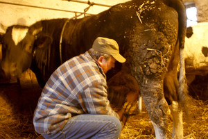 Idziemy karmić zwierzęta. Wchodząc do obory widzę koty, dużo kotów. Zaskakuje mnie ich ilość. Przewodniczący mówi, ze jest ich około 14. Wiedza doskonale, ze nadchodzi czas uczty, ponieważ wraz z pojawieniem się gospodarza rosną szanse na świeże mleko. Pora karmienia cieszy nie tylko koty, ale i pozostała cześć inwentarza.