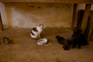 Idziemy karmić zwierzęta. Wchodząc do obory widzę koty, dużo kotów. Zaskakuje mnie ich ilość. Przewodniczący mówi, ze jest ich około 14. Wiedza doskonale, ze nadchodzi czas uczty, ponieważ wraz z pojawieniem się gospodarza rosną szanse na świeże mleko. Pora karmienia cieszy nie tylko koty, ale i pozostała cześć inwentarza.
