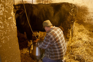 Idziemy karmić zwierzęta. Wchodząc do obory widzę koty, dużo kotów. Zaskakuje mnie ich ilość. Przewodniczący mówi, ze jest ich około 14. Wiedza doskonale, ze nadchodzi czas uczty, ponieważ wraz z pojawieniem się gospodarza rosną szanse na świeże mleko. Pora karmienia cieszy nie tylko koty, ale i pozostała cześć inwentarza.