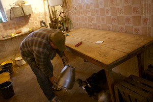 Idziemy karmić zwierzęta. Wchodząc do obory widzę koty, dużo kotów. Zaskakuje mnie ich ilość. Przewodniczący mówi, ze jest ich około 14. Wiedza doskonale, ze nadchodzi czas uczty, ponieważ wraz z pojawieniem się gospodarza rosną szanse na świeże mleko. Pora karmienia cieszy nie tylko koty, ale i pozostała cześć inwentarza.