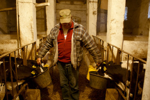 Idziemy karmić zwierzęta. Wchodząc do obory widzę koty, dużo kotów. Zaskakuje mnie ich ilość. Przewodniczący mówi, ze jest ich około 14. Wiedza doskonale, ze nadchodzi czas uczty, ponieważ wraz z pojawieniem się gospodarza rosną szanse na świeże mleko. Pora karmienia cieszy nie tylko koty, ale i pozostała cześć inwentarza.