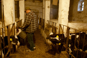 Idziemy karmić zwierzęta. Wchodząc do obory widzę koty, dużo kotów. Zaskakuje mnie ich ilość. Przewodniczący mówi, ze jest ich około 14. Wiedza doskonale, ze nadchodzi czas uczty, ponieważ wraz z pojawieniem się gospodarza rosną szanse na świeże mleko. Pora karmienia cieszy nie tylko koty, ale i pozostała cześć inwentarza.