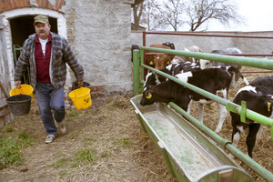 Idziemy karmić zwierzęta. Wchodząc do obory widzę koty, dużo kotów. Zaskakuje mnie ich ilość. Przewodniczący mówi, ze jest ich około 14. Wiedza doskonale, ze nadchodzi czas uczty, ponieważ wraz z pojawieniem się gospodarza rosną szanse na świeże mleko. Pora karmienia cieszy nie tylko koty, ale i pozostała cześć inwentarza.