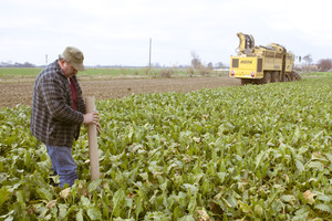 Na twarzy przewodniczącego rysuje sie radosny uśmiech. Bierze kartonowe rury i znaczy trasę kombajnowi, sypia sie pierwsze buraki.
