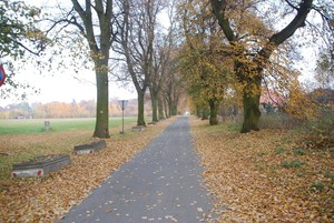 Autor: Krzysztof Ostrowski. Aleja lipowa  w Cichowie w jesiennych barwach.