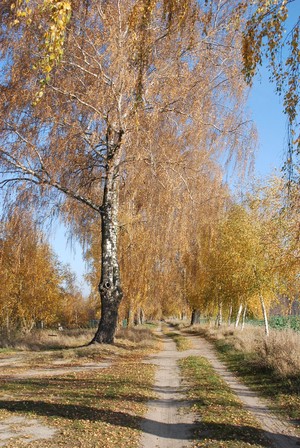 Autor: Krzysztof Ostrowski. Aleja brzozowa w Cichowie w barwach jesieni.