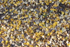 Autor: Szymon Ostrowski. „Jesienny dywan” w Cichowie.