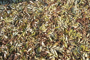  Autor: Szymon Ostrowski. „Dywan” w barwach jesieni przed działka w Cichowie