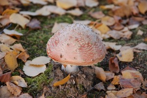 Autor: Teodozja Ostrowska. Muchomorek na Osiedlu Brzozowy Gaj w Cichowie.