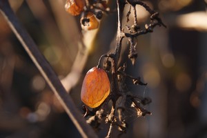 Autor: Natalia Adamska. Zdjęcie przedstawia pozostałości po jesieni – „Ostatnie winogrono”. Wykonane zostało na terenie mojego ogródka w Starych Oborzyskach. 