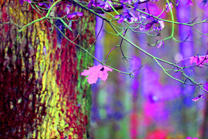 Fot. Zbigniew Przydróżny. Droga do Gryżyny