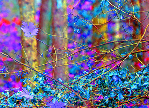 Fot. Zbigniew Przydróżny. Droga do Gryżyny