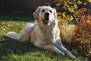 Julia Tycner - zdjęcie przedstawia mojego psa Pepsi podczas zabawy w ogrodzie.