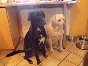 Fot. Sylwia Krzyżańska. Nasze kochane pieski - Besi i Maniek ;)