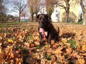 Fot. Sylwia Krzyżańska. Zdjęcie zrobione podczas spaceru z Mańkiem na osiedlu Jagiellońskim w Kościanie.