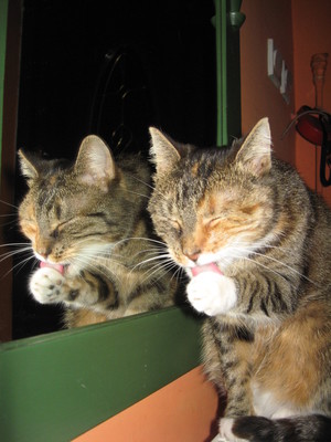 Fot. Joanna Jankiewicz. Zajęcie przedstawia moją 4-letnia kotkę Kicię podczas wieczornej toalety w Nowym Luboszu na osiedlu M. Reja.