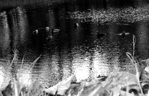 Fot. Patrycja Żur. Zdjęcie wykonane w Kokorzynie. Autorka jest uczestniczką Koła FOTO-WIDEO przy Gimnazjum im. Jana Pawła II w Starych Oborzyskach. Opiekunem koła jest Barbara Zaborska.