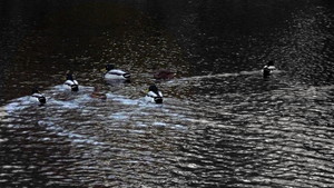 Fot. Anna Waligóra. Zdjęcie wykonane w Kokorzynie. Autorka jest uczestniczką Koła FOTO-WIDEO przy Gimnazjum im. Jana Pawła II w Starych Oborzyskach. Opiekunem koła jest Barbara Zaborska.