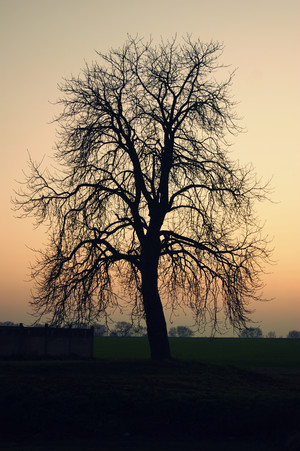  Fot. Dominik Kupka. Zdjęcie zostało wykonane w Kokorzynie. Autor jest uczestnikiem Koła FOTO-WIDEO przy Gimnazjum im. Jana Pawła II w Starych Oborzyskach. Opiekunem koła jest Barbara Zaborska.