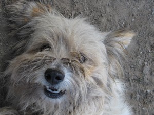 Zdjęcie wykonane przez Klaudię Tomczak, z redakcji strony internetowej Zespołu Szkół w Jerce - zsjerka.pl: pies Lady.