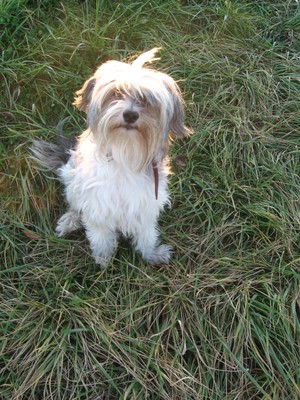 Zdjęcie wykonane przez Klaudię Tomczak, z redakcji strony internetowej Zespołu Szkół w Jerce - zsjerka.pl: pies Bambo.