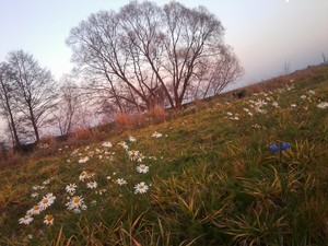 Zdjęcie wykonane przez Milenę Szymczak, z redakcji strony internetowej Zespołu Szkół w Jerce - zsjerka.pl: Łąka w Jerce.