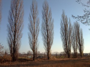 Zdjęcie wykonane przez Milenę Szymczak, z redakcji strony internetowej Zespołu Szkół w Jerce - zsjerka.pl: Drzewa przy ul. Dworcowej w Jerce.