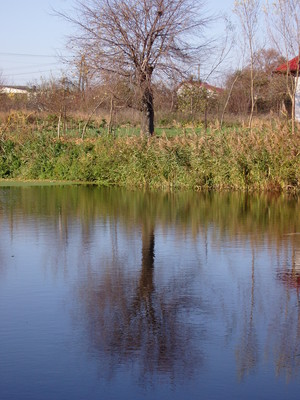 Zdjęcie wykonane przez Jagodę Musielak, z redakcji strony internetowej Zespołu Szkół w Jerce - zsjerka.pl: Drzewa w parku w Jerce.