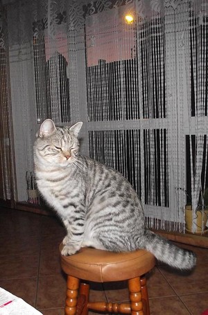 Fot. Joanna Kretschmer. W piątkowy wieczorek, usiadł na stołek, oczka swe zamknął, ogonkiem pomerdał, zrób mi zdjęcie tak mi powiedział.