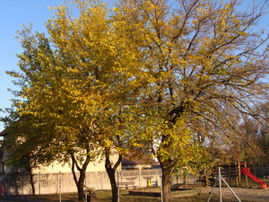 Fot. Monika Książkiewicz. Plac zabaw przy ul. Powstańców Wielkopolskich w Kościanie.